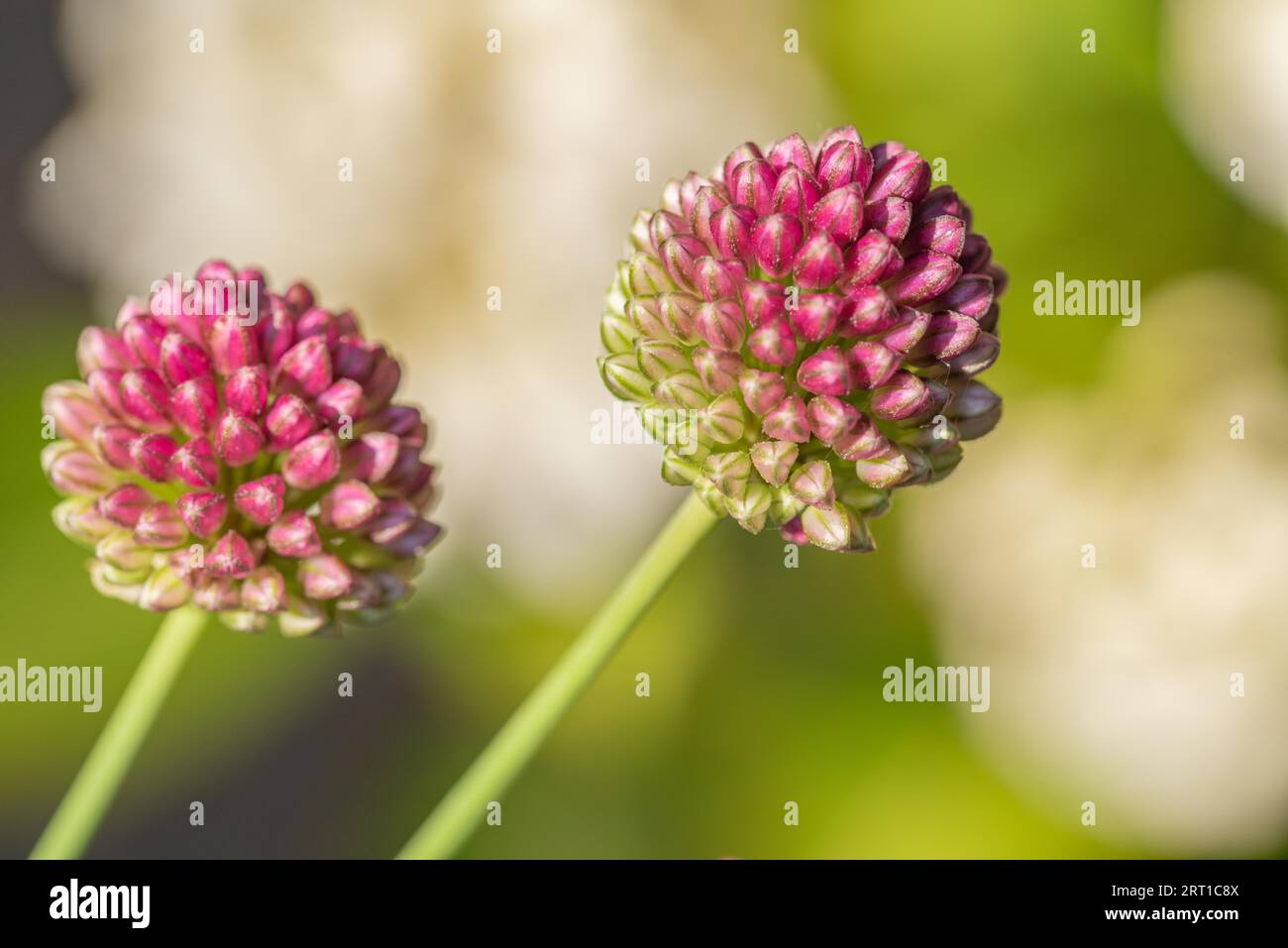 Temps de floraison du poireau à tête sphérique Banque D'Images