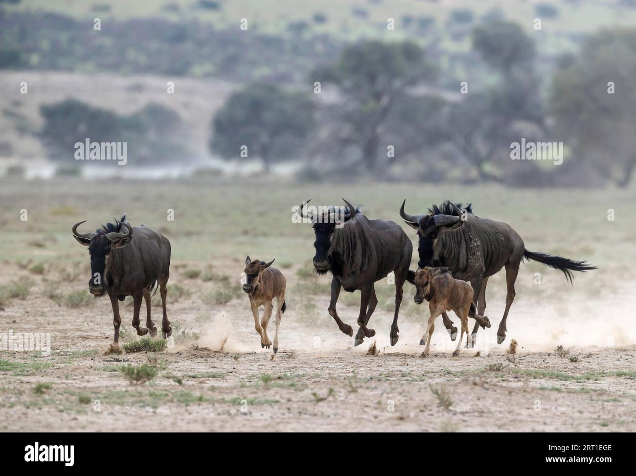 Wildebeest bleu (Connochaetes taurinus). Petit troupeau avec des veaux se précipitant vers un point d'eau. Désert du Kalahari, parc transfrontalier de Kgalagadi, sud Banque D'Images