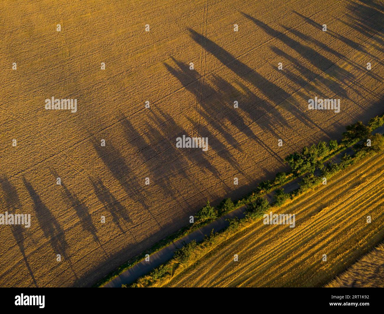 Longues ombres d'une rangée de peupliers au soleil bas un soir d'été près de Hohnstein en Suisse saxonne Banque D'Images