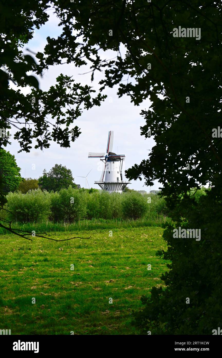 Le long du linge dans la ville de Gelderland de Deil est le moulin à vent 'de Vlinder' (le papillon) un moulin à farine en briques en plâtre blanc Banque D'Images