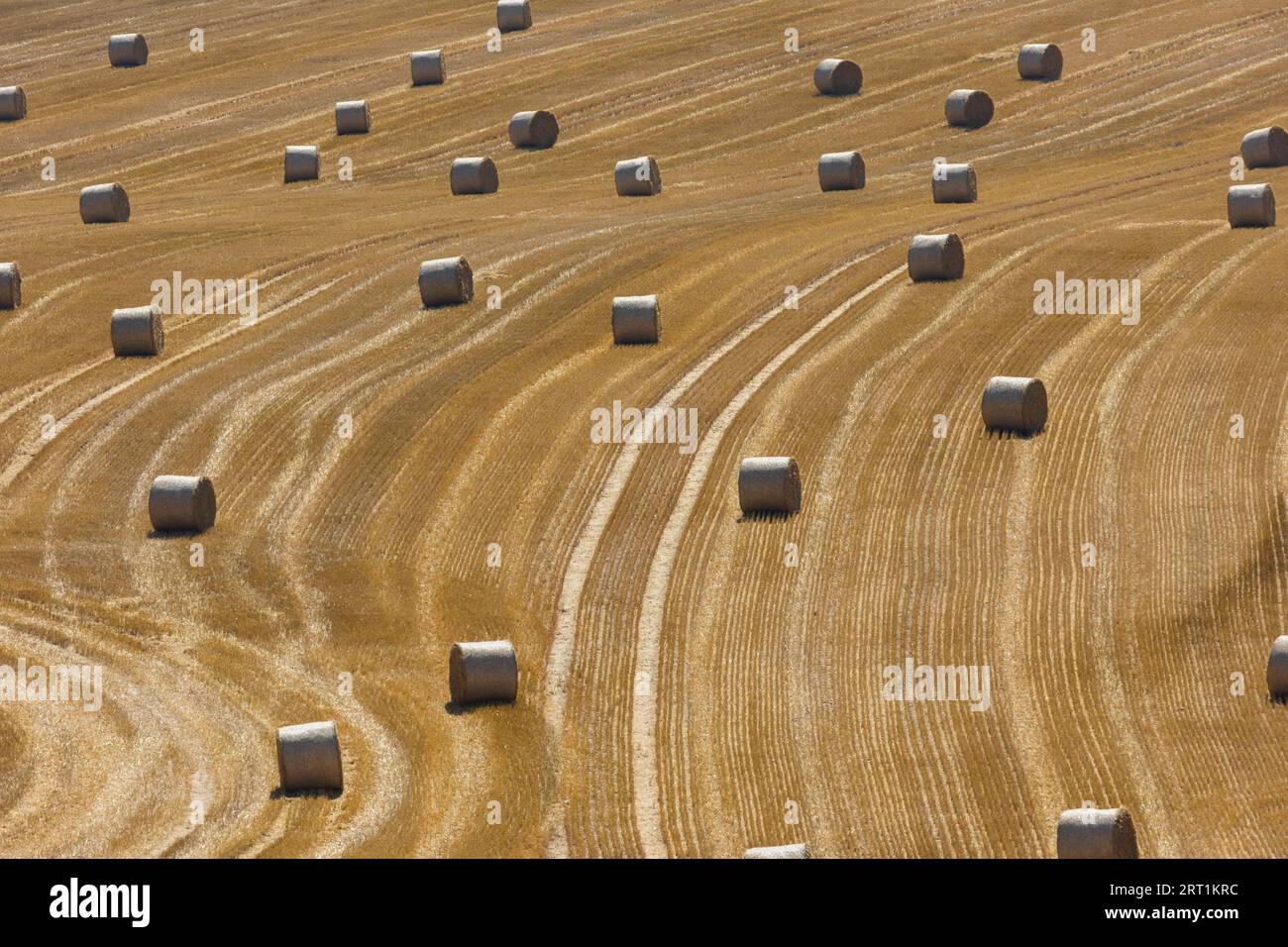 Des balles rondes de foin se trouvent dans un champ près de Bannewitz. La presse est utilisée pour mettre en balles le foin, la paille ou l'ensilage d'herbe produit dans l'agriculture. Cela lui permet de l'être Banque D'Images