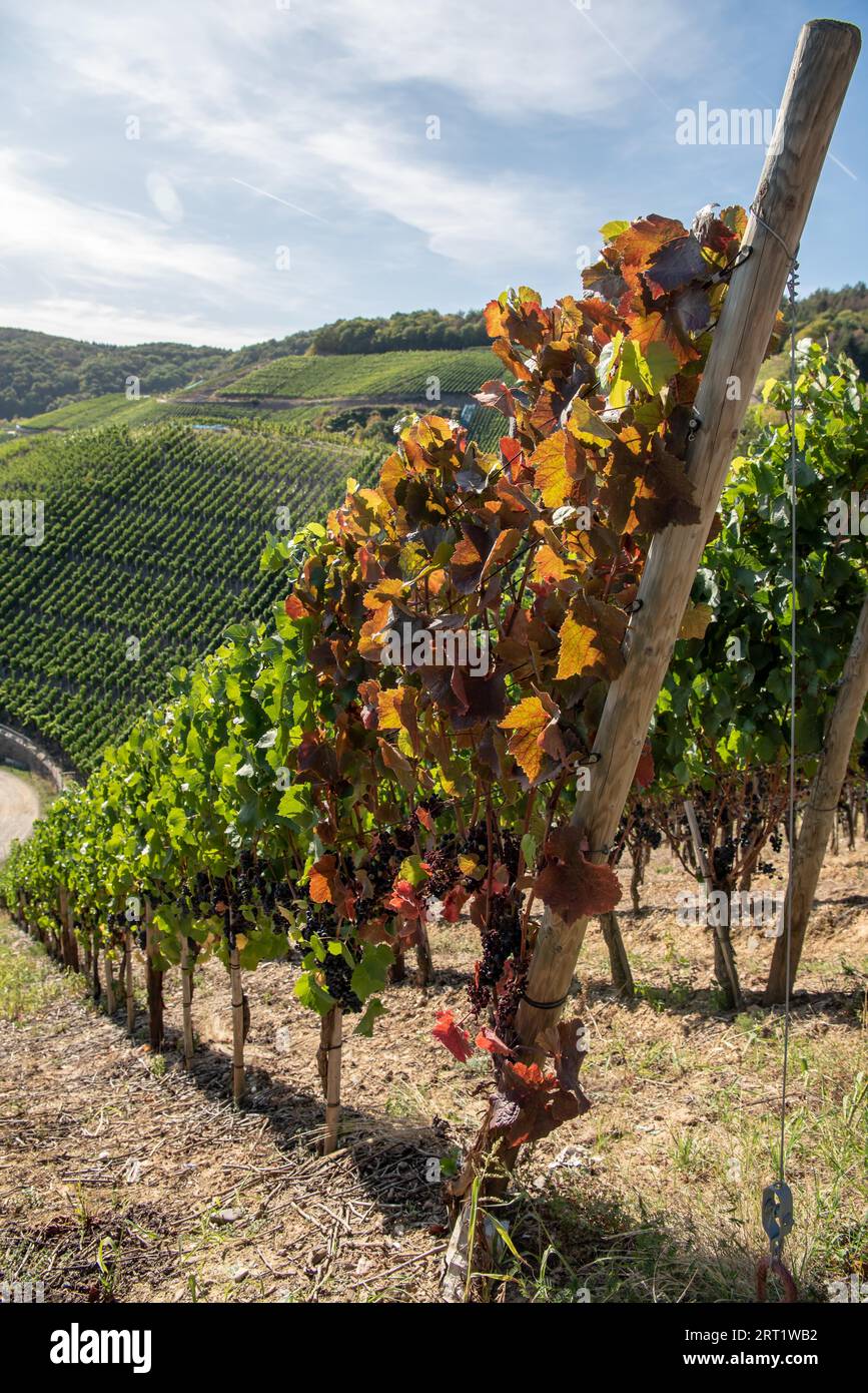 Raisins dans la région viticole de Dernau dans la vallée de l'Ahr Banque D'Images