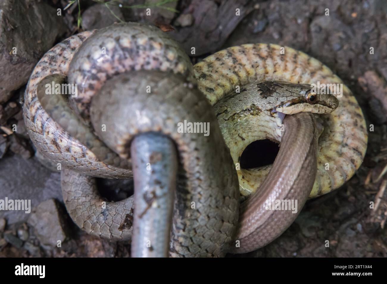 Un serpent lisse étouffe un ver lent conquis dans la vallée de Dortebach près de Klotten sur la Moselle Banque D'Images