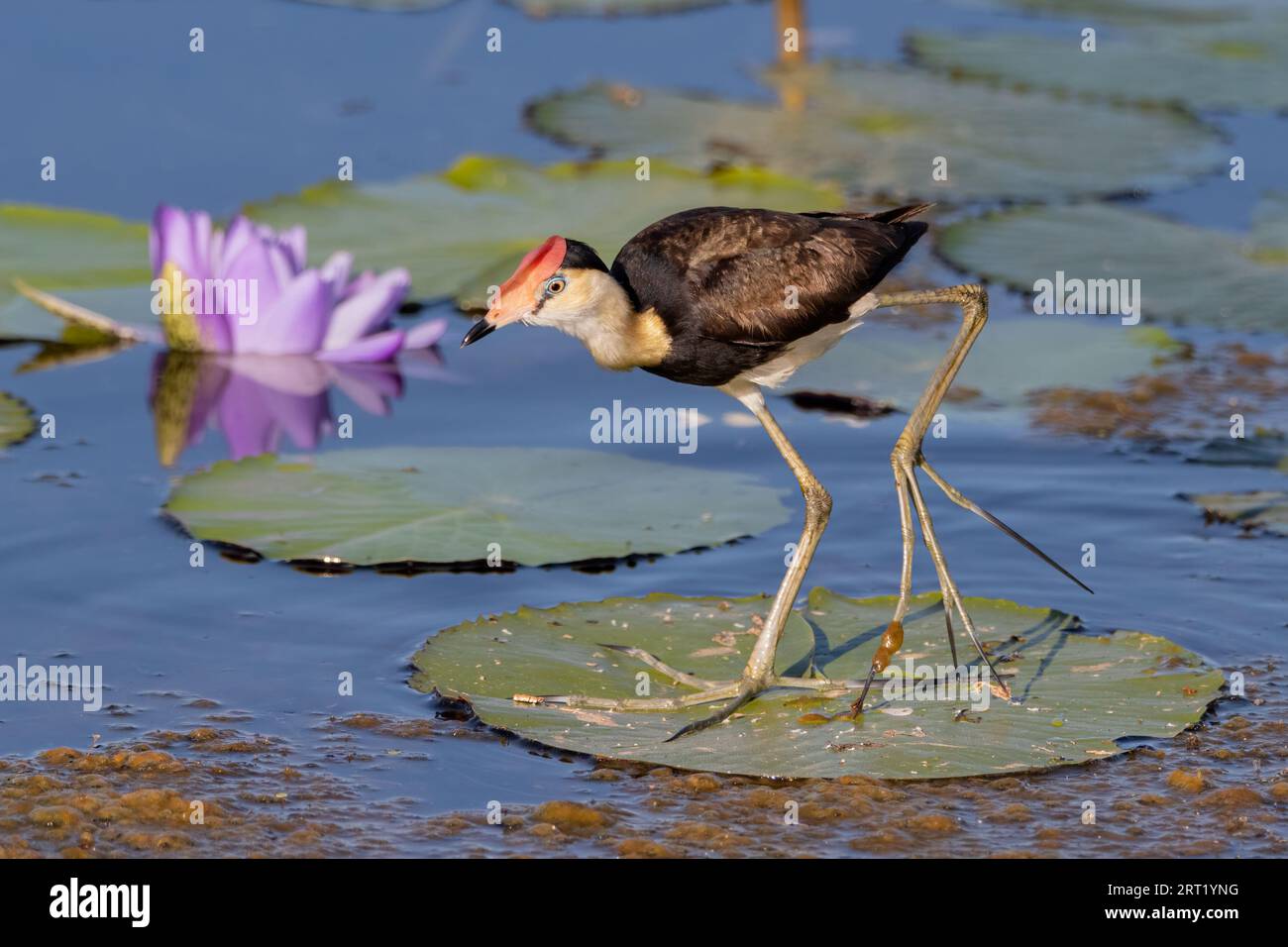 Des pieds géants permettent à ce Jacana à crête de marcher facilement sur les nénuphars. Territoire du Nord, Australie. Banque D'Images