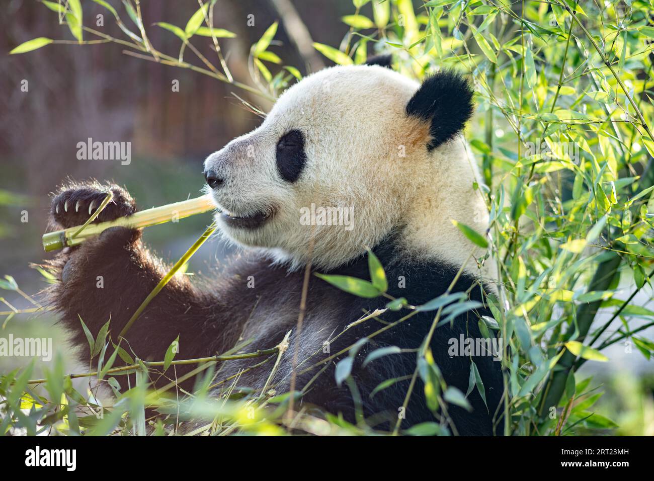 Copenhague, Danemark, 04 janvier 2020 : un panda mangeant un bambus dans l'espace extérieur du zoo de Copenhague Banque D'Images