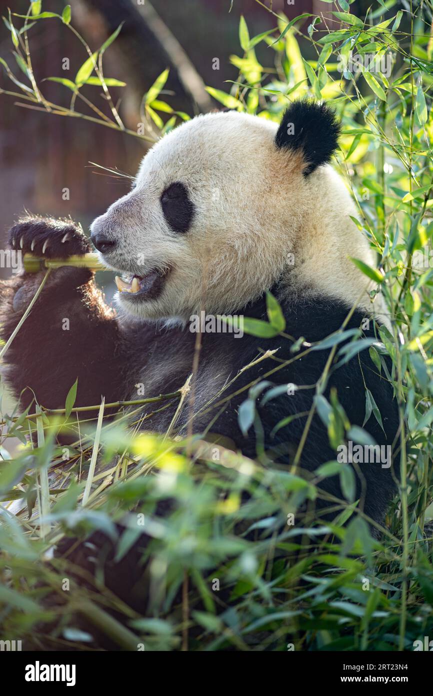 Copenhague, Danemark, 04 janvier 2020 : un panda mangeant un bambus dans l'espace extérieur du zoo de Copenhague Banque D'Images