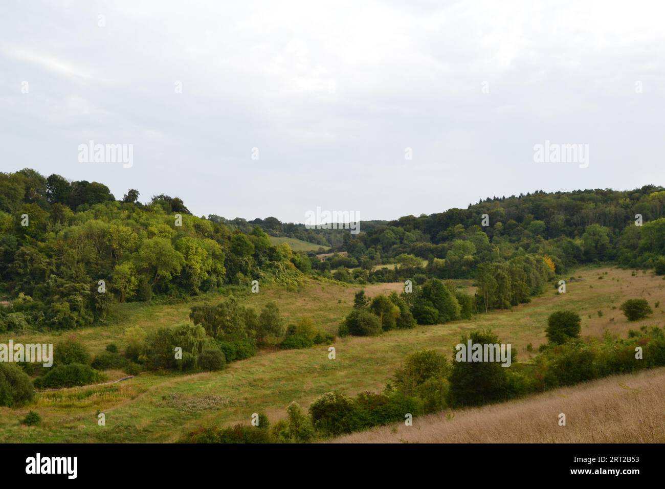 Une vue de Magpie Bottom, Kent, près de Shoreham et Sevenoaks, en été depuis Austin Spring. Vallée sèche typique à la craie, rewilding ancien parcours de golf, biodiver Banque D'Images