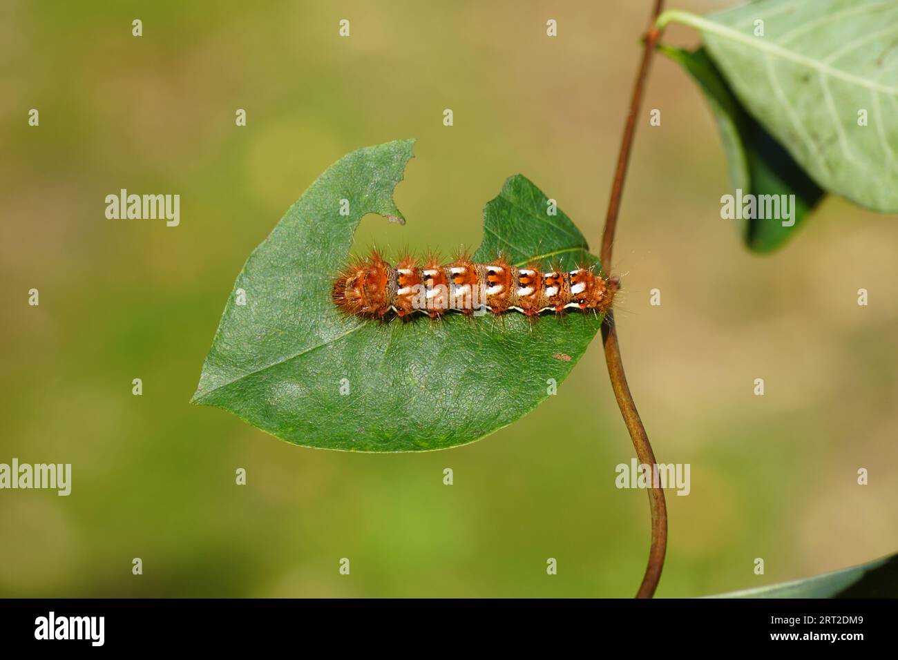 Gros plan. Chenille de la teigne (Acronicta rumicis), papillons de la famille des hiboux (Noctuidae). Se nourrissant de myrtilles (Symphoricarpos albus). Banque D'Images