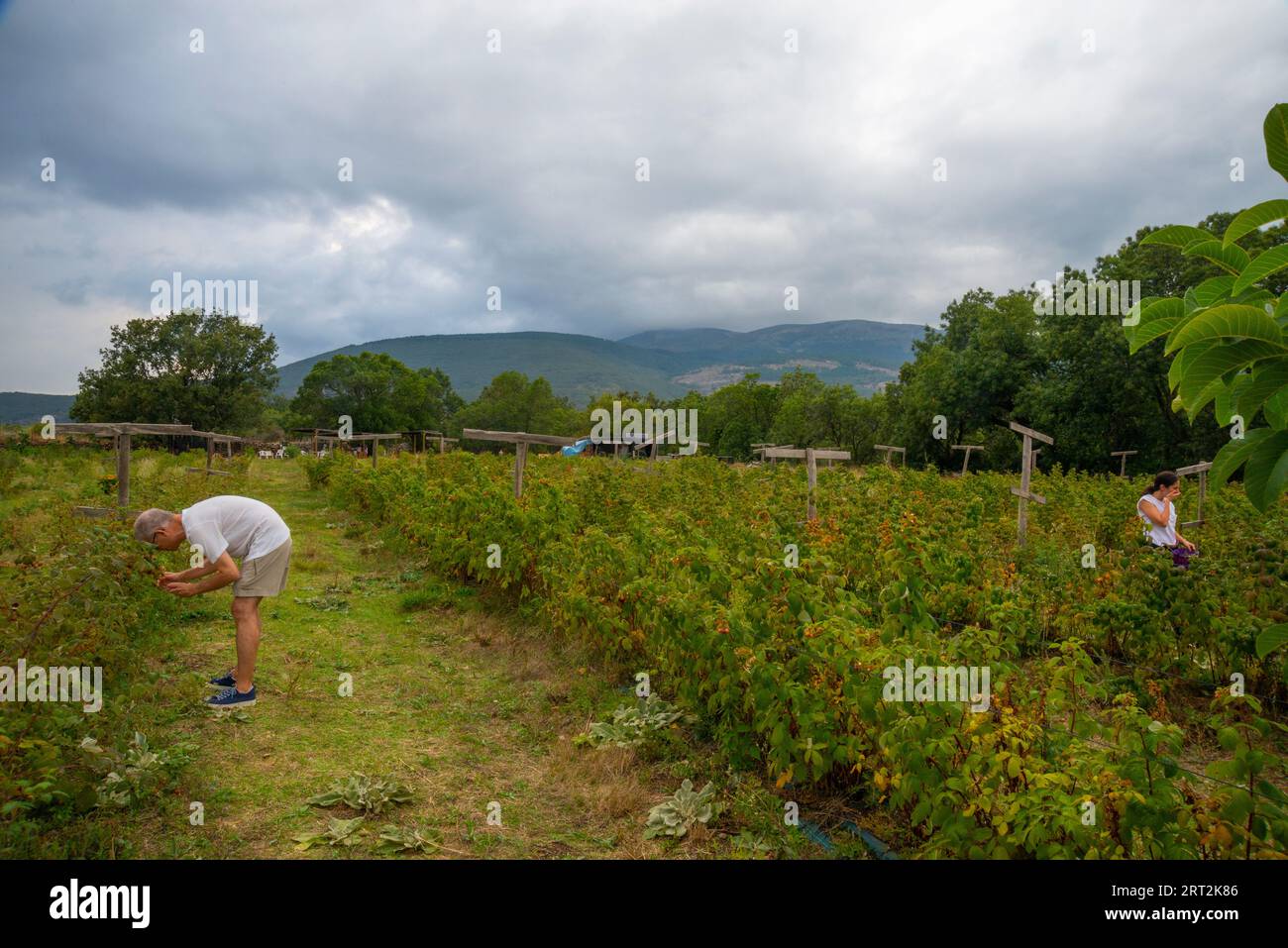 Les gens récoltant des framboises dans une plantation. Lozoya, province de Madrid, Espagne. Banque D'Images