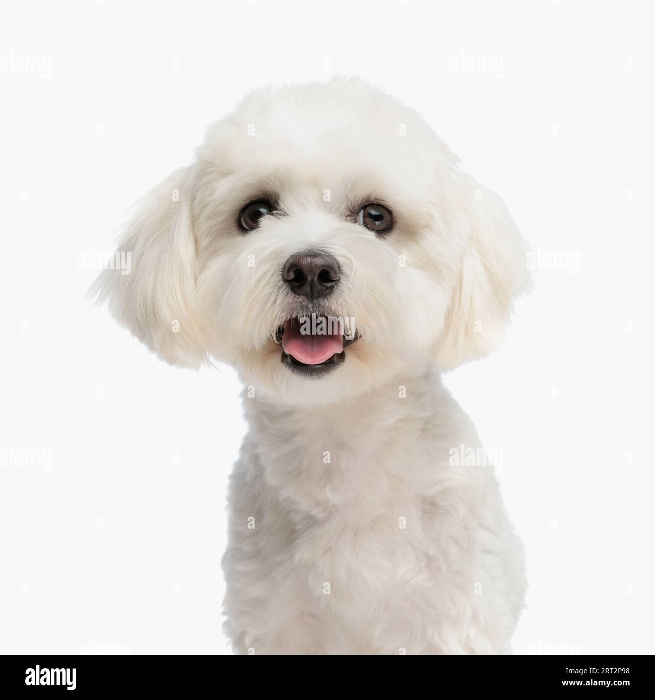 portrait de mignon petit chiot bichon sortant de la langue et regardant vers l'avant tout assis devant le fond blanc dans le studio Banque D'Images