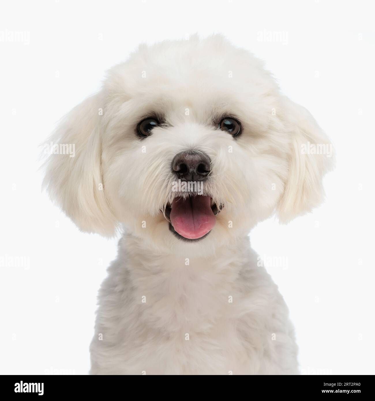 portrait de beau chiot bichon avec fourrure moelleuse sortant de la langue et regardant vers l'avant devant le fond blanc en studio Banque D'Images