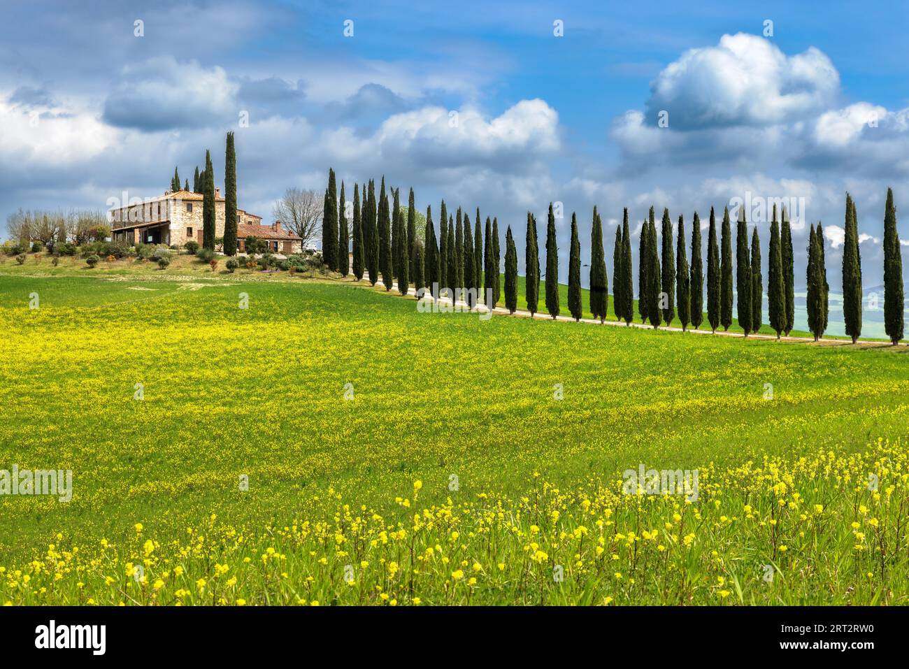 Maison avec cyprès avenue au printemps dans Val d Orcia, Toscane, Italie Banque D'Images