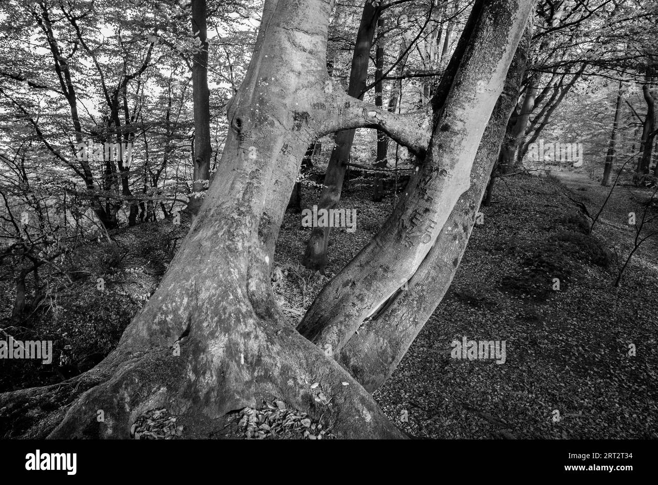 Le Darsswald est une zone forestière à l'ouest de la péninsule de Darss et fait partie du parc national Vorpommersche Boddenlandschaft. Aucune utilisation humaine ne l'est Banque D'Images