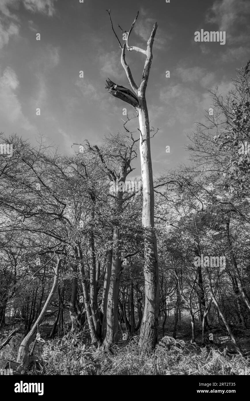 Le Darsswald est une zone forestière à l'ouest de la péninsule de Darss et fait partie du parc national Vorpommersche Boddenlandschaft. Aucune utilisation humaine ne l'est Banque D'Images