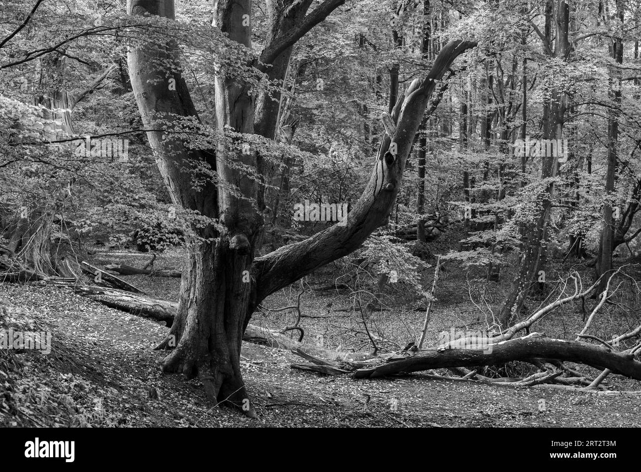 Le Darsswald est une zone forestière à l'ouest de la péninsule de Darss et fait partie du parc national Vorpommersche Boddenlandschaft. Aucune utilisation humaine ne l'est Banque D'Images
