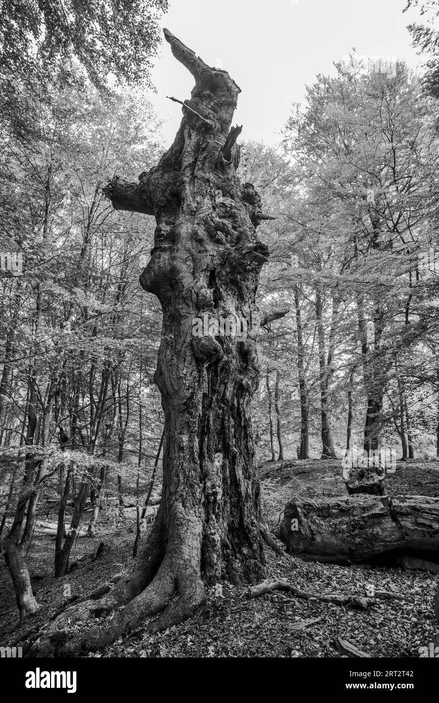 Le Darsswald est une zone forestière à l'ouest de la péninsule de Darss et fait partie du parc national Vorpommersche Boddenlandschaft. Aucune utilisation humaine ne l'est Banque D'Images