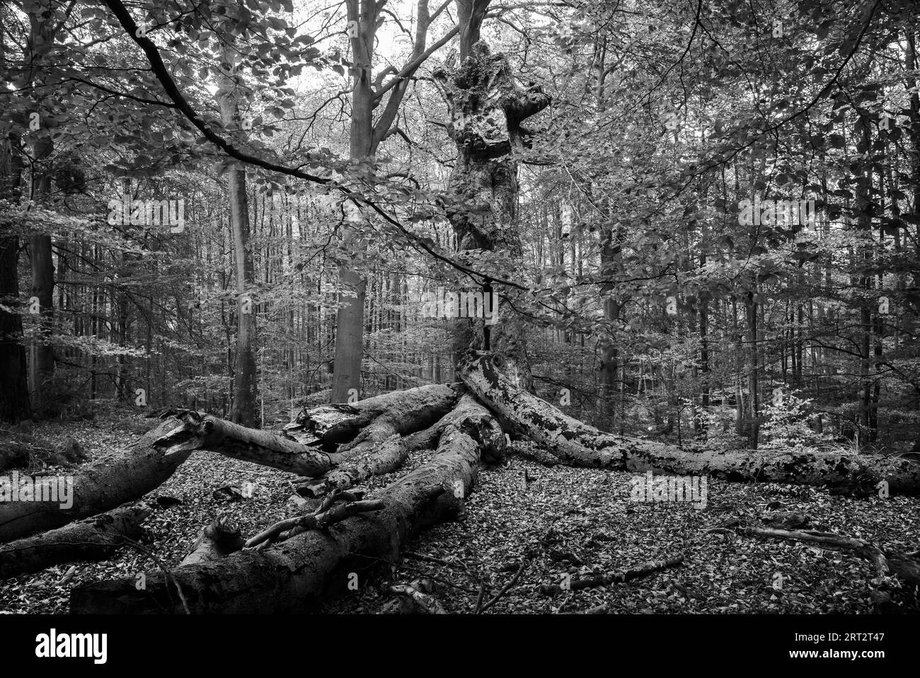 Le Darsswald est une zone forestière à l'ouest de la péninsule de Darss et fait partie du parc national Vorpommersche Boddenlandschaft. Aucune utilisation humaine ne l'est Banque D'Images