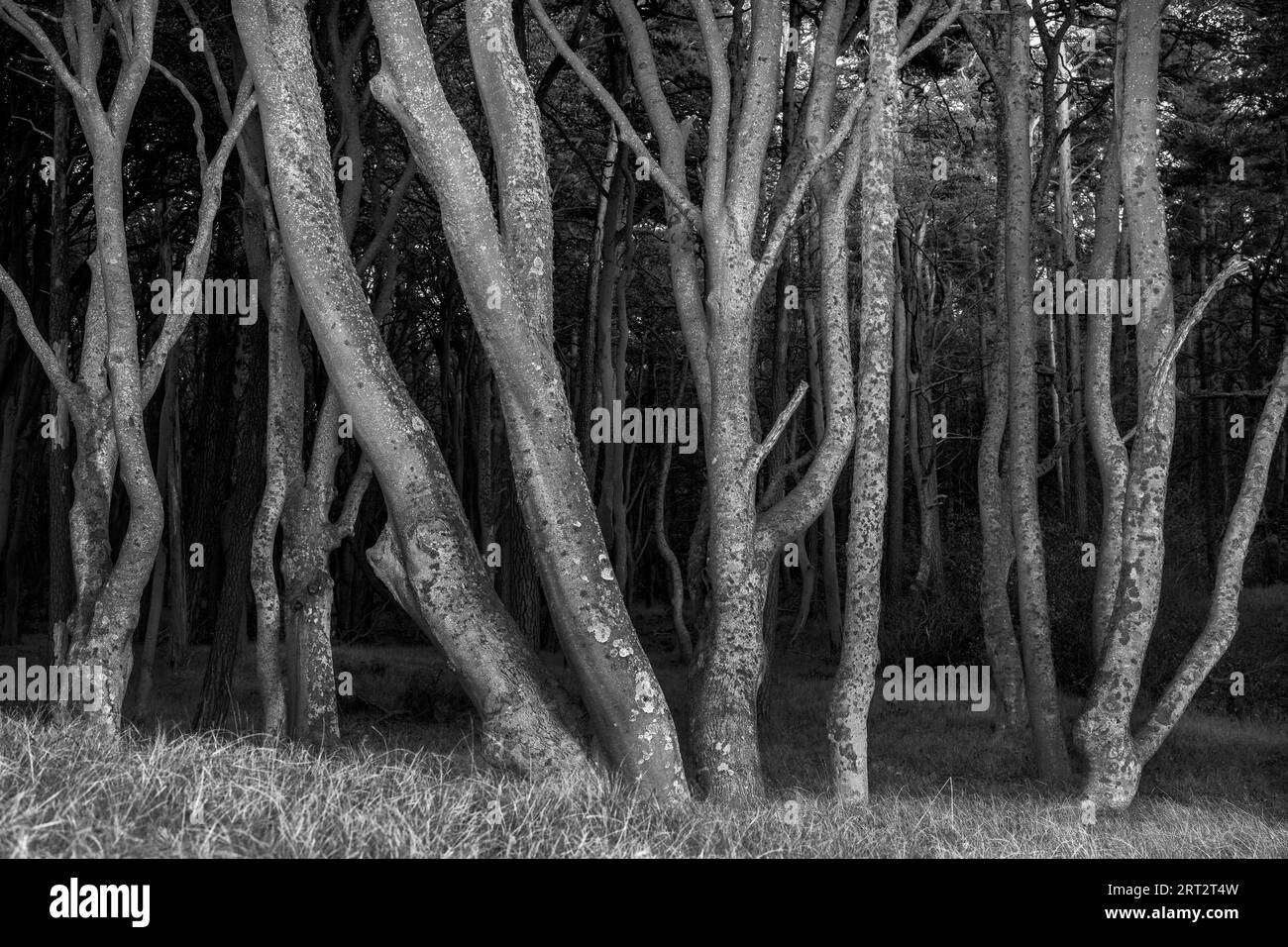 Le Darsswald est une zone forestière à l'ouest de la péninsule de Darss et fait partie du parc national Vorpommersche Boddenlandschaft. Aucune utilisation humaine ne l'est Banque D'Images