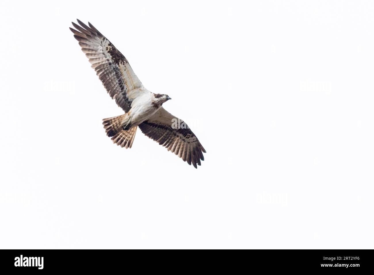 Un balbuzard volant se nourrissant au-dessus de la ferme de truites Trauntal près de Boefink, un balbuzard en vol Banque D'Images