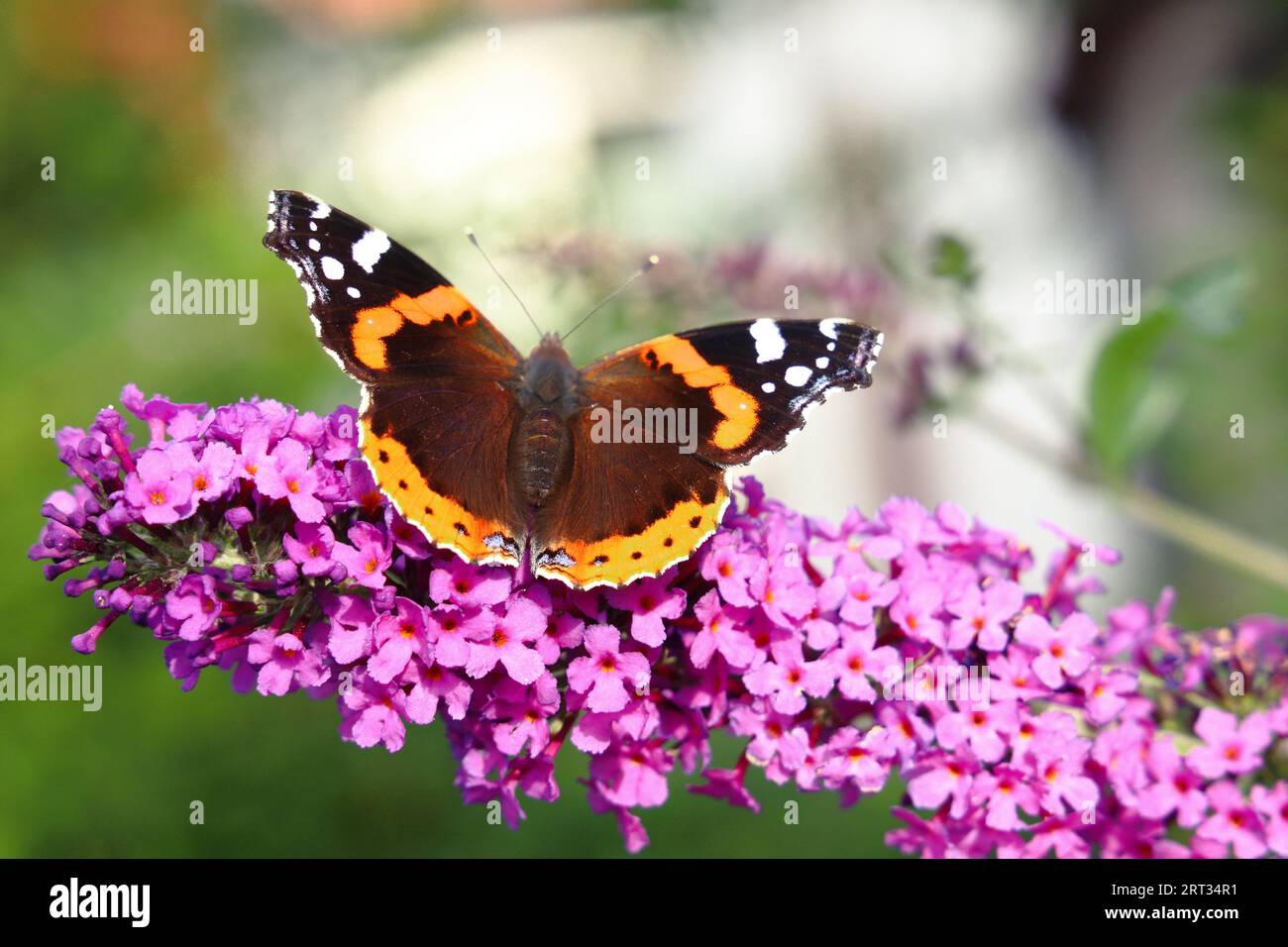 Butterfly on Flower Banque D'Images