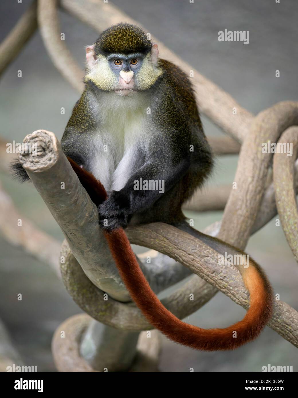 Portrait du corps entier du Guénon à queue rouge (Cercopithecus ascanius schmidti) de Schmidt Banque D'Images