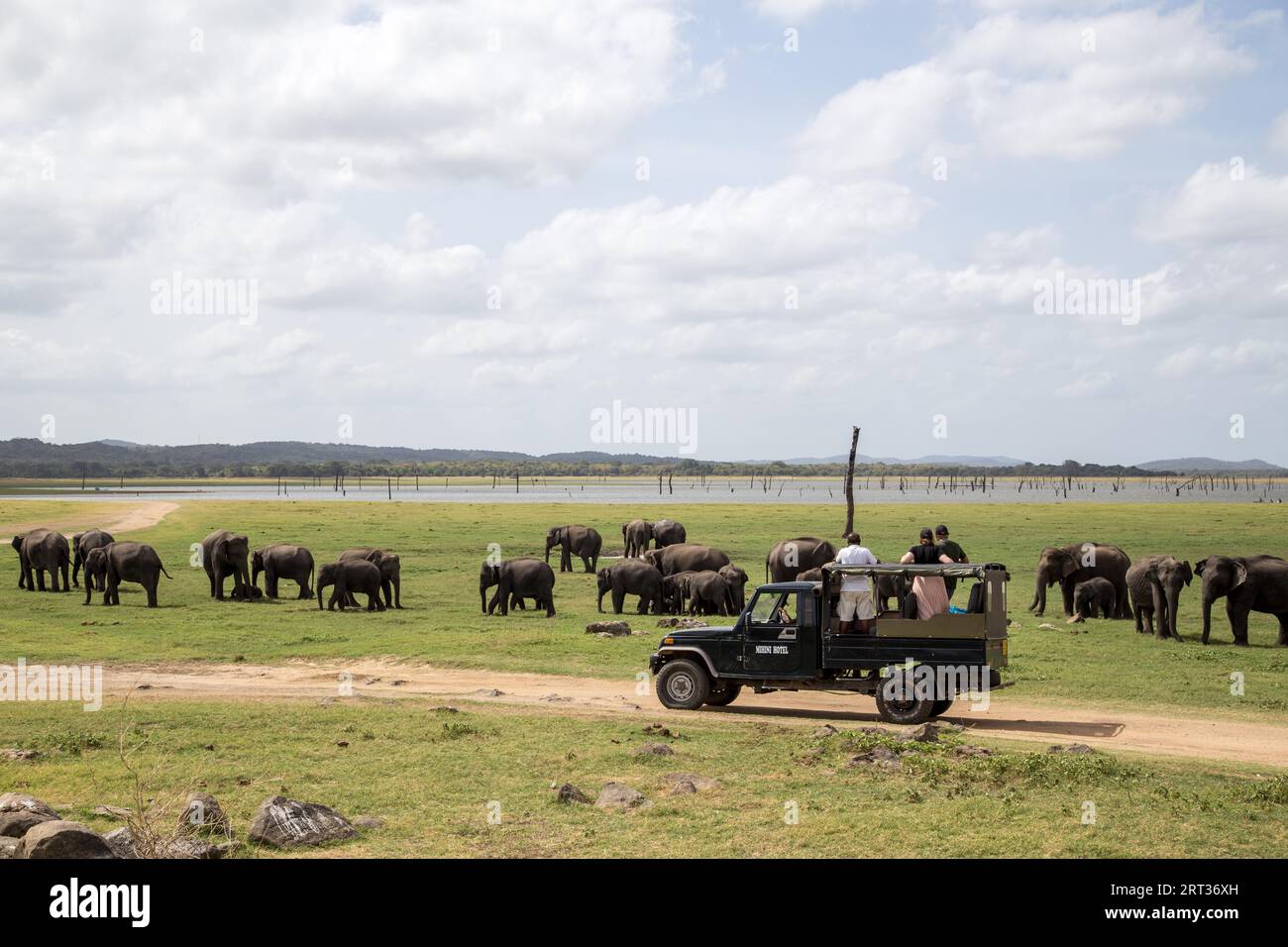 Parc national de Kaudulla, Sri Lanka, 16 août 2018 : des touristes observent un groupe d'éléphants depuis une jeep dans le parc national de Kaudulla Banque D'Images