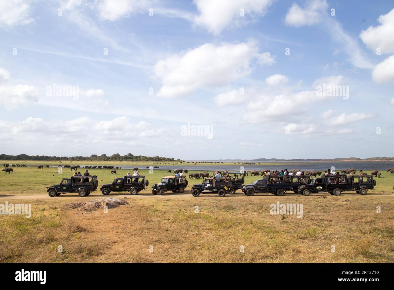 Parc national de Kaudulla, Sri Lanka, 16 août 2018 : Grande rangée de jeeps avec des touristes à l'intérieur du parc national de Kaudulla Banque D'Images