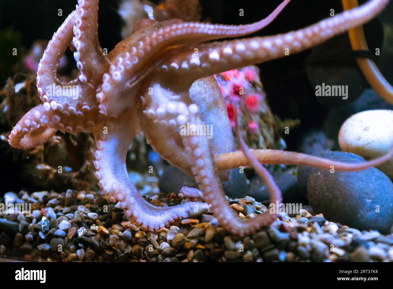 La pieuvre blanc avec de grands tentacules sous l'eau salée Banque D'Images