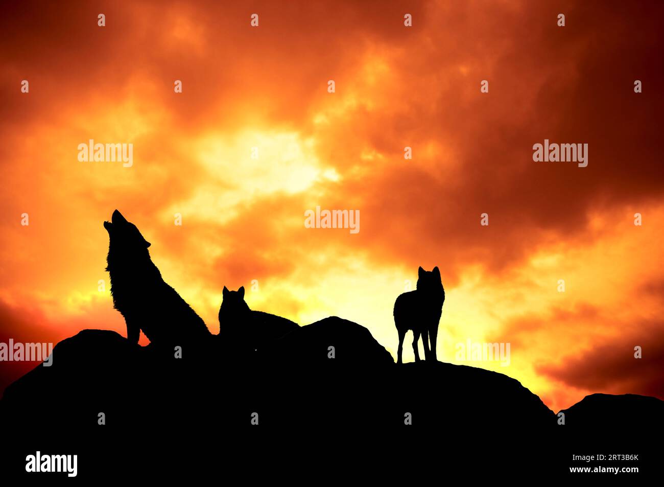 pack de loups en silhouette au coucher du soleil Banque D'Images