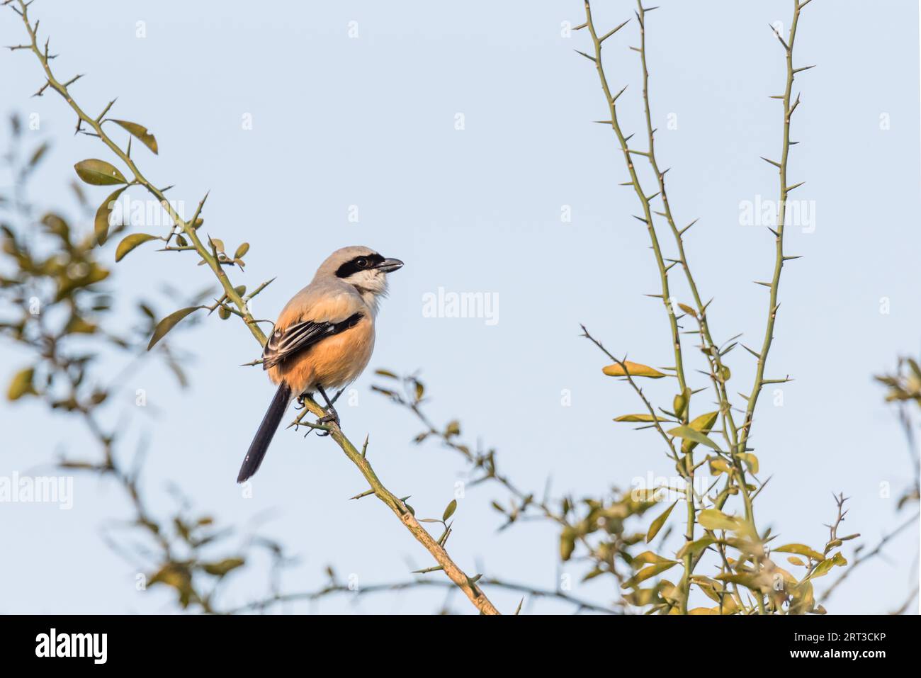 Shrike à longue queue perché sur la tige avec de l'épine pour la chasse Banque D'Images