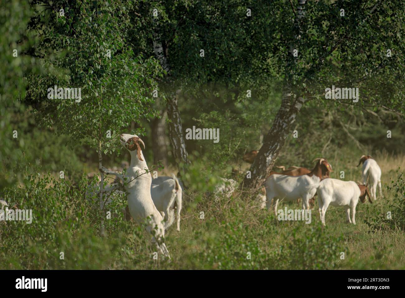 Chèvre debout grignotant quelques feuilles de l'arbre avec d'autres chèvres en arrière-plan dans la lumière du soleil du matin dans la réserve naturelle de Höltigbaum, Allemagne Banque D'Images
