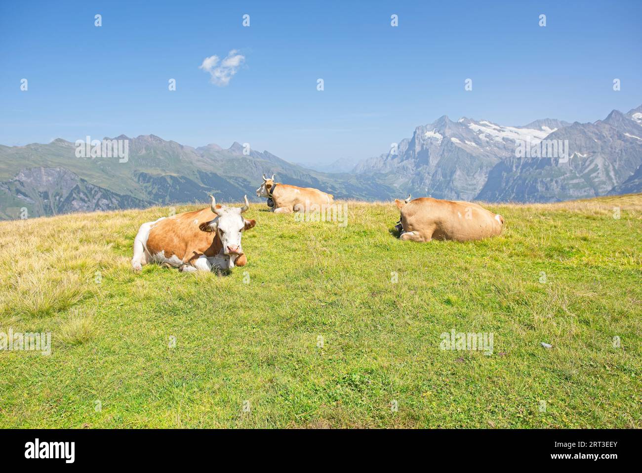 Vaches suisses sur un pâturage alpin près de Grindelwald Banque D'Images