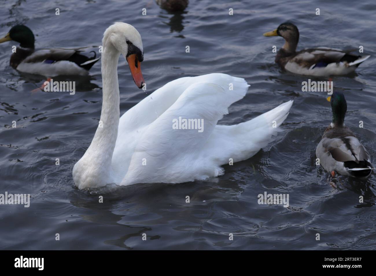 Cigno, Anatre, Swan Duck Banque D'Images