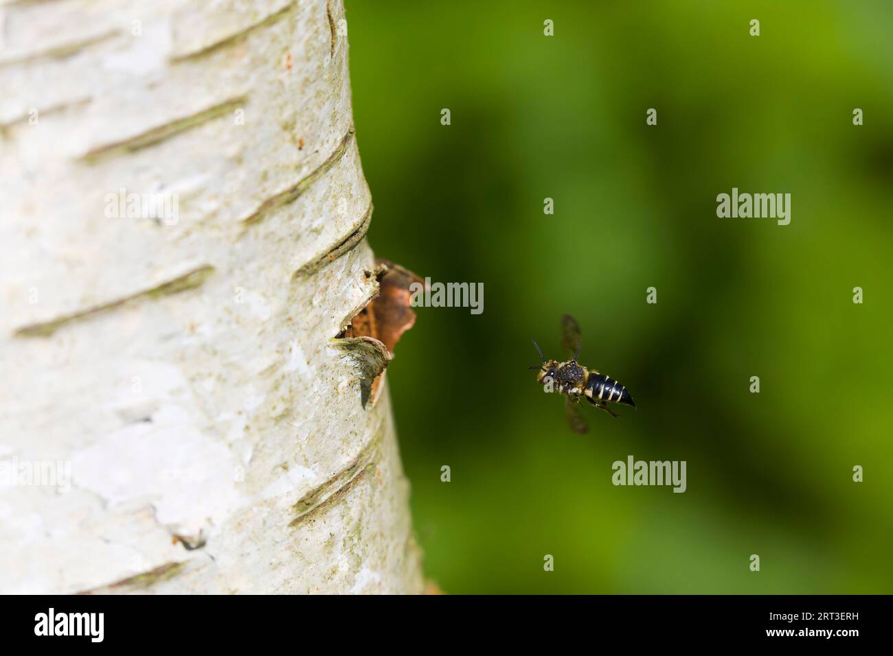 Abeille à queue pointue et aérée brillante Coelioxys inermis, femelle adulte volant vers un trou dans le tronc fait par des espèces hôtes, Suffolk, Angleterre, août Banque D'Images