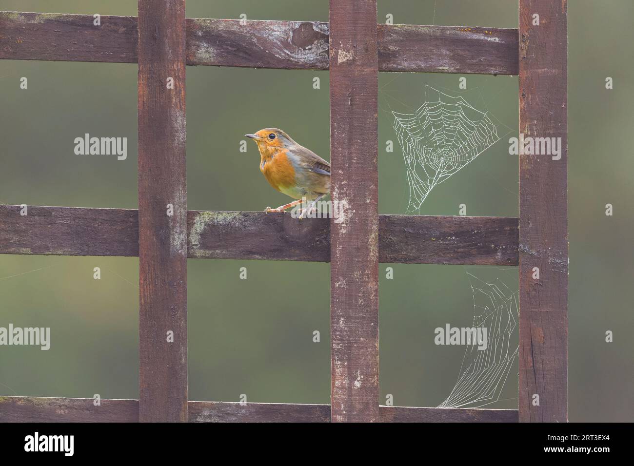 Rouge-gorge européen erithacus rubecula, adulte perché sur un treillis de jardin avec des toiles d'épis recouvertes de rosée, Suffolk, Angleterre, septembre Banque D'Images