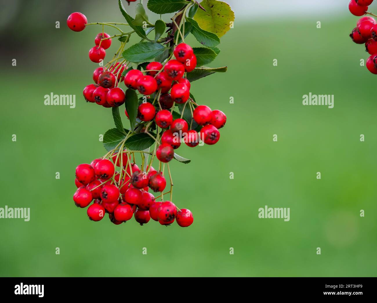 Luciole écarlate, Pyracantha coccinea, un arbuste à feuilles caduques de la famille des Rosaceae, un feuillage persistant épineux avec des fruits ornementaux rouges dans un habitat naturel sur a Banque D'Images