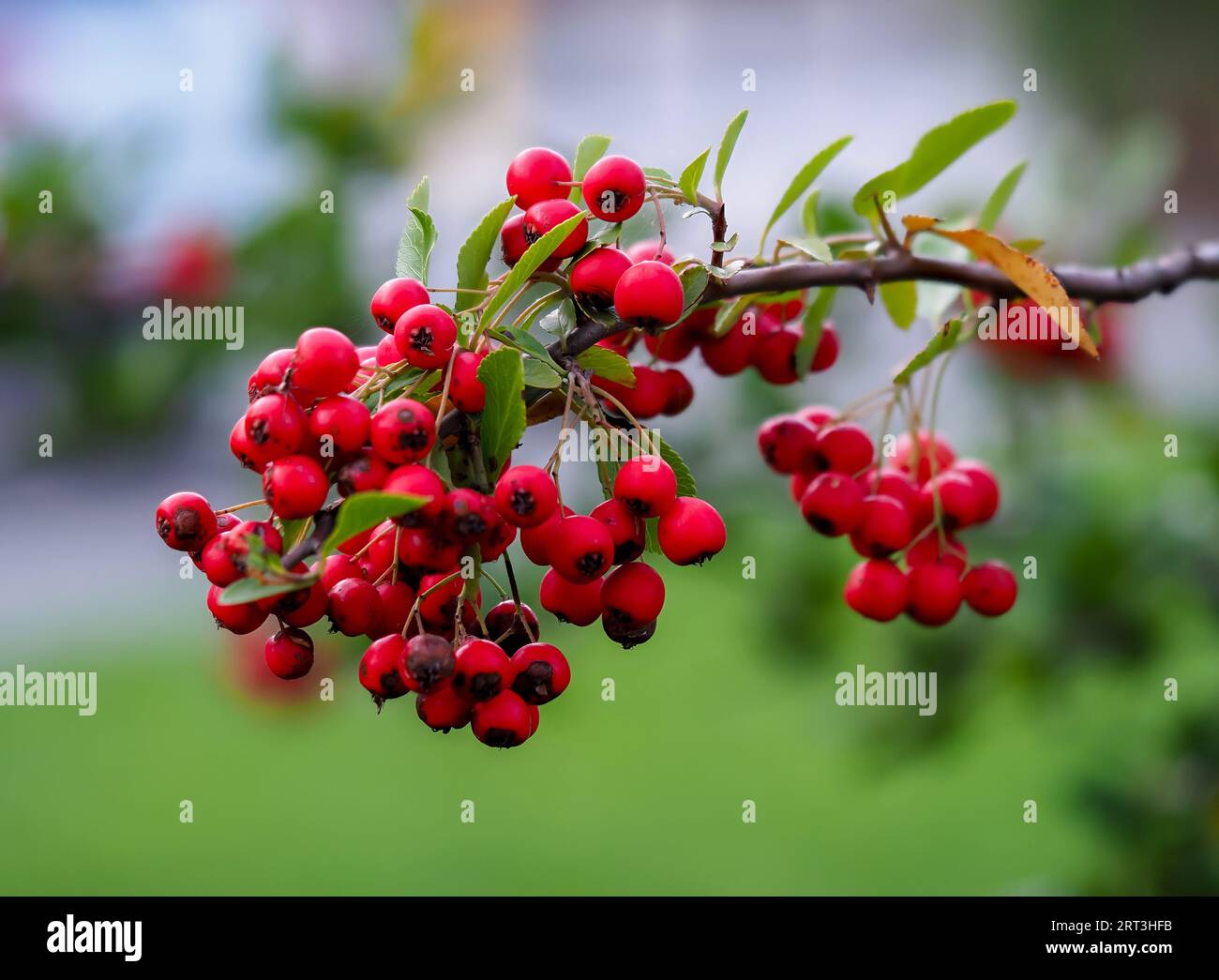 Luciole écarlate, Pyracantha coccinea, un arbuste à feuilles caduques de la famille des Rosaceae, un feuillage persistant épineux avec des fruits ornementaux rouges dans un habitat naturel sur a Banque D'Images