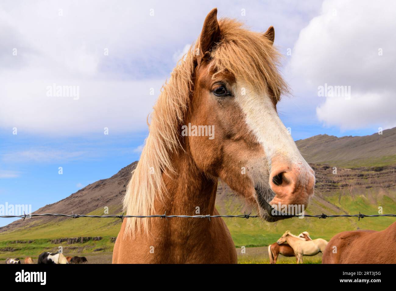 Portrait d'un cheval islandais pour des excursions à cheval en islande, Islande Banque D'Images