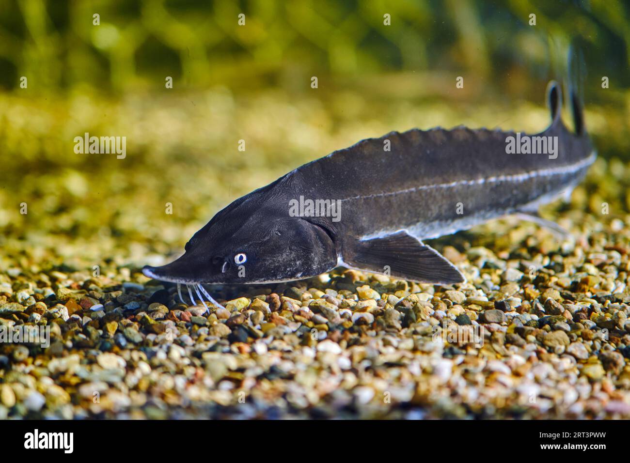 Gros esturgeon noir nageant dans un aquarium d'eau douce. Banque D'Images