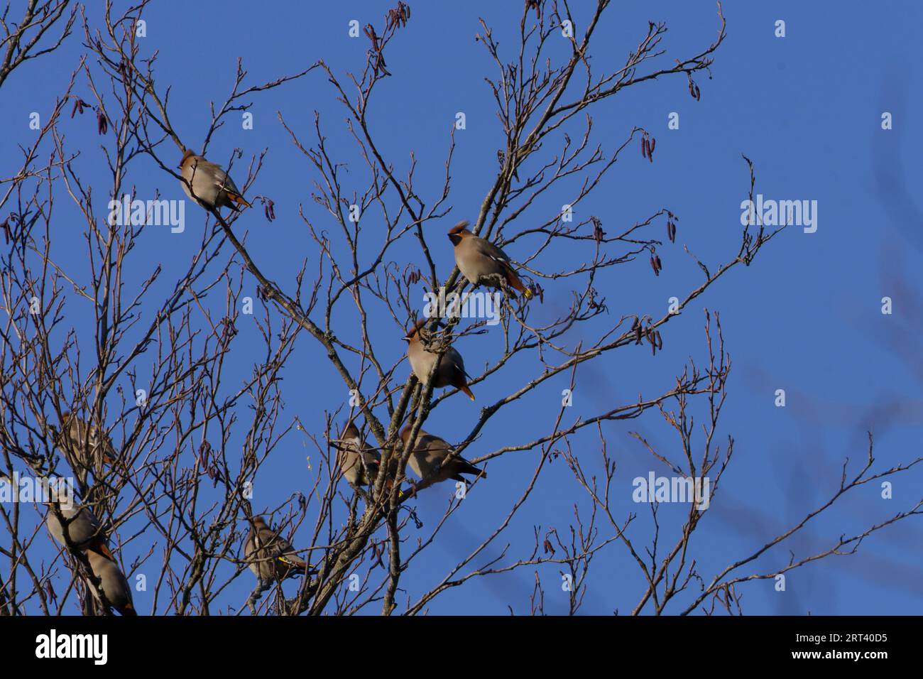 Bombycilla garrulus famille Bombycillidae genre Bombycilla Bohemian Waxwing photographie d'oiseaux de nature sauvage, image, papier peint Banque D'Images