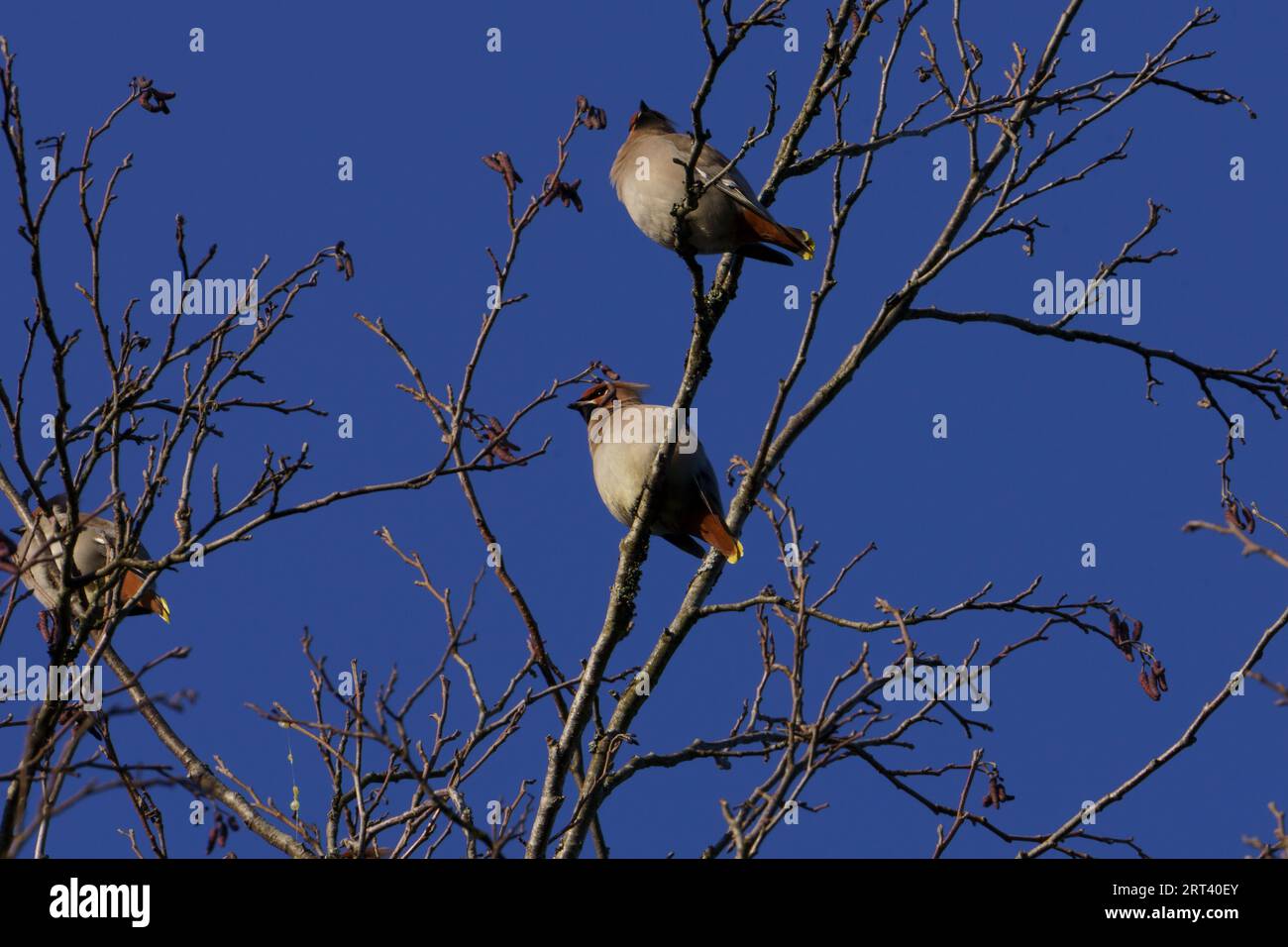 Bombycilla garrulus famille Bombycillidae genre Bombycilla Bohemian Waxwing photographie d'oiseaux de nature sauvage, image, papier peint Banque D'Images