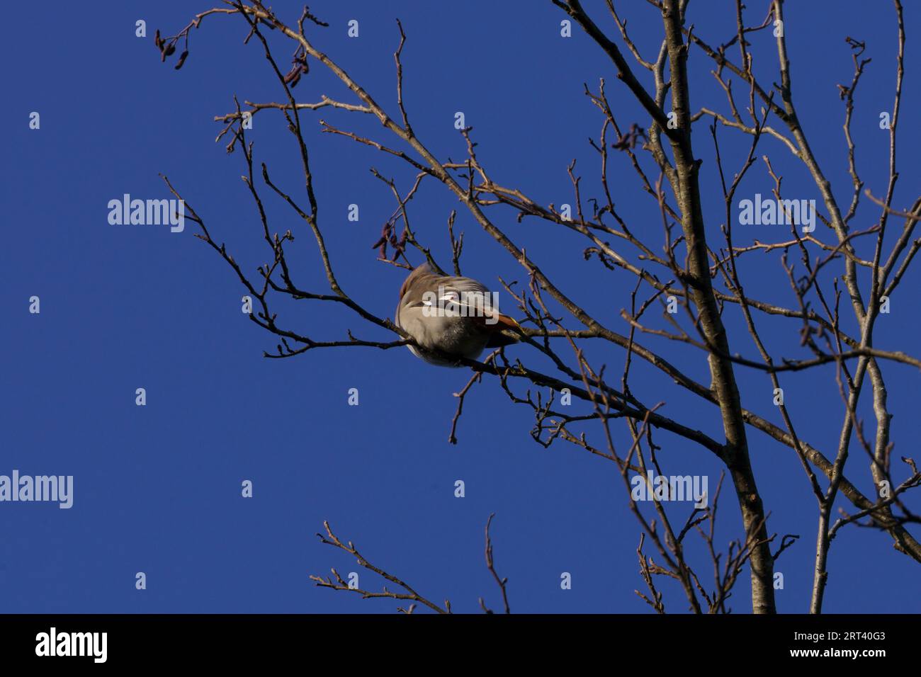 Bombycilla garrulus famille Bombycillidae genre Bombycilla Bohemian Waxwing photographie d'oiseaux de nature sauvage, image, papier peint Banque D'Images