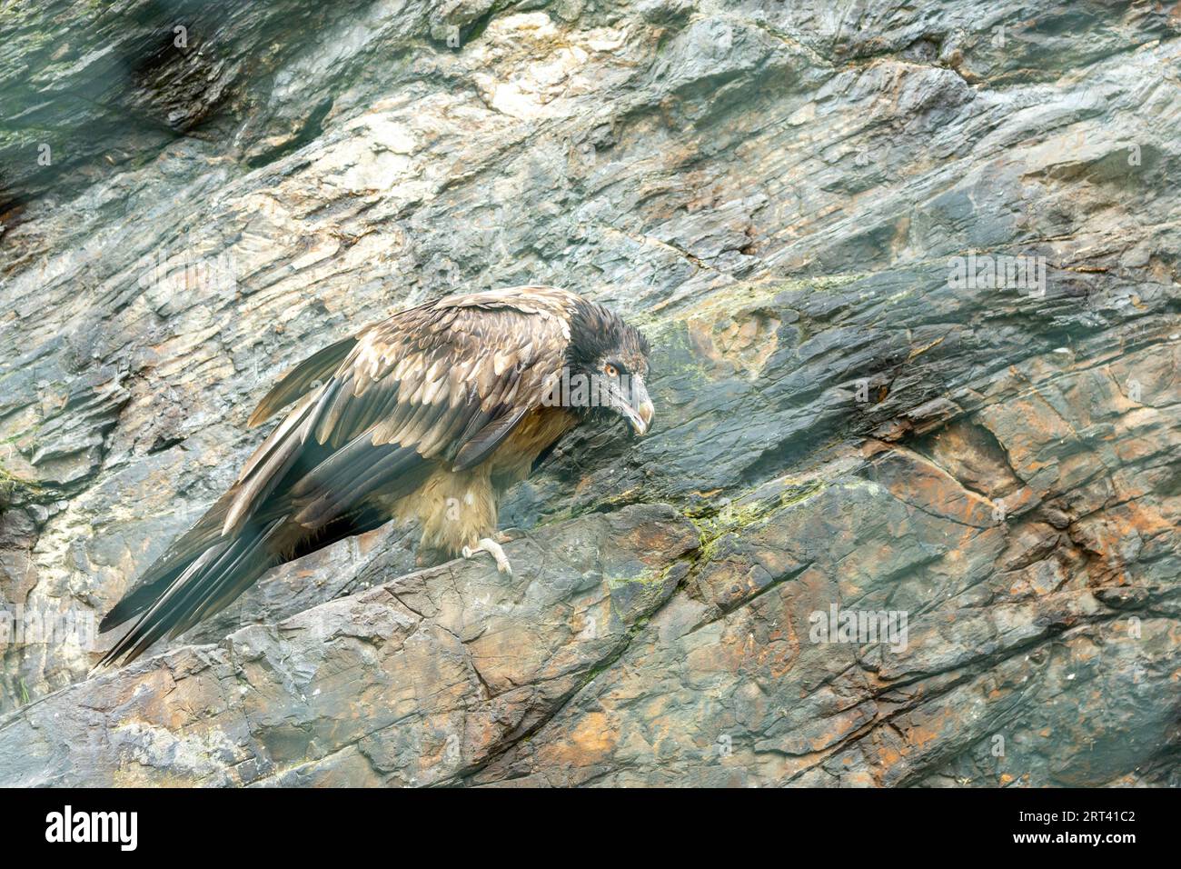 Majestueux vautour des barbarbes, Gypaetus barbatus, un spectacle rare dans les paysages accidentés de l'Iran. Connu pour son bec distinctif et son plumage frappant. Banque D'Images