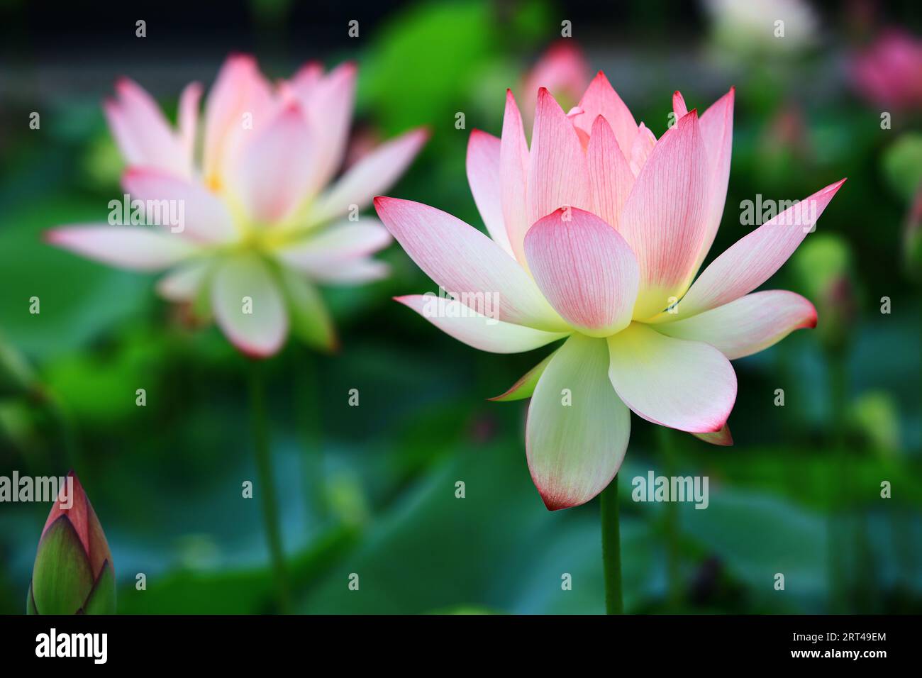 Fleurs de Lotus rose et bourgeons avec des feuilles vertes poussant dans l'étang Banque D'Images