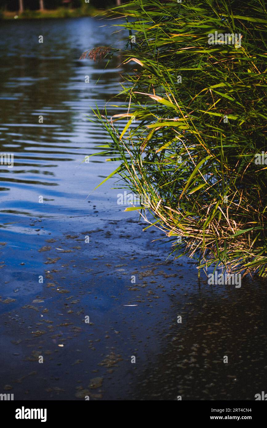 Pollution de l'eau par la floraison d'algues bleu-vert. algues vertes à la surface de l'eau. eau fleurie comme fond ou texture. Eau, rivières et lak Banque D'Images