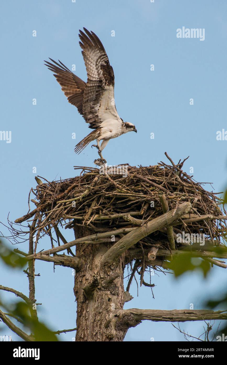 Un balbuzard juvénile atterrissant dans le nid avec des ailes vers le haut dans le parc d'État Wolfe's Neck Woods, Freeport, Maine, États-Unis Banque D'Images