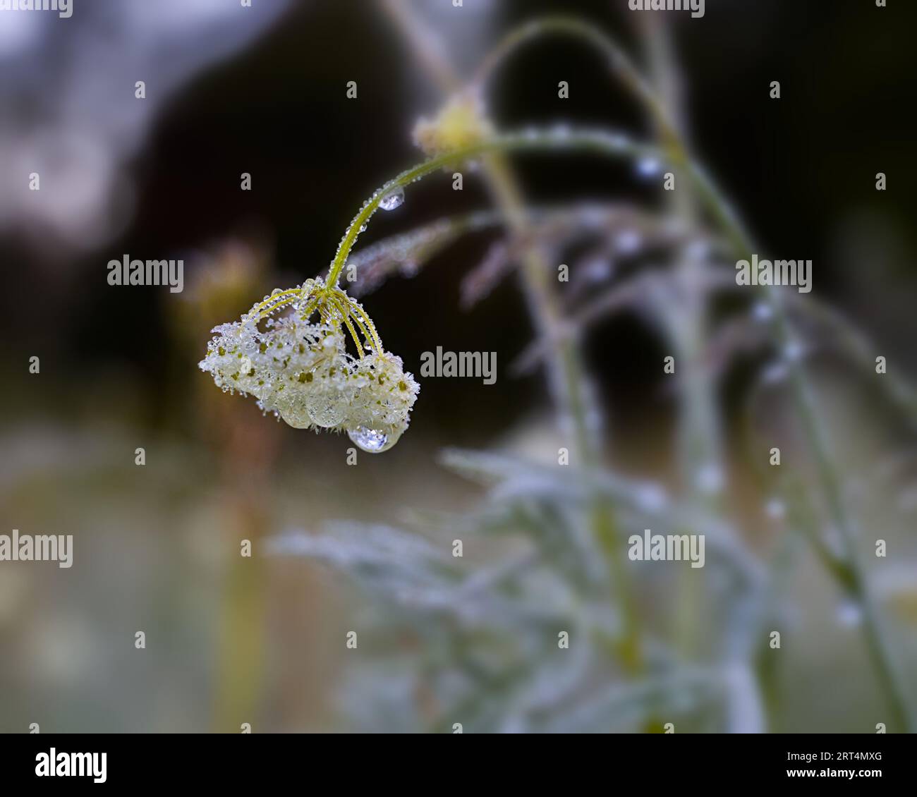 Gros plan de fleur plus sauvage givrée. Banque D'Images