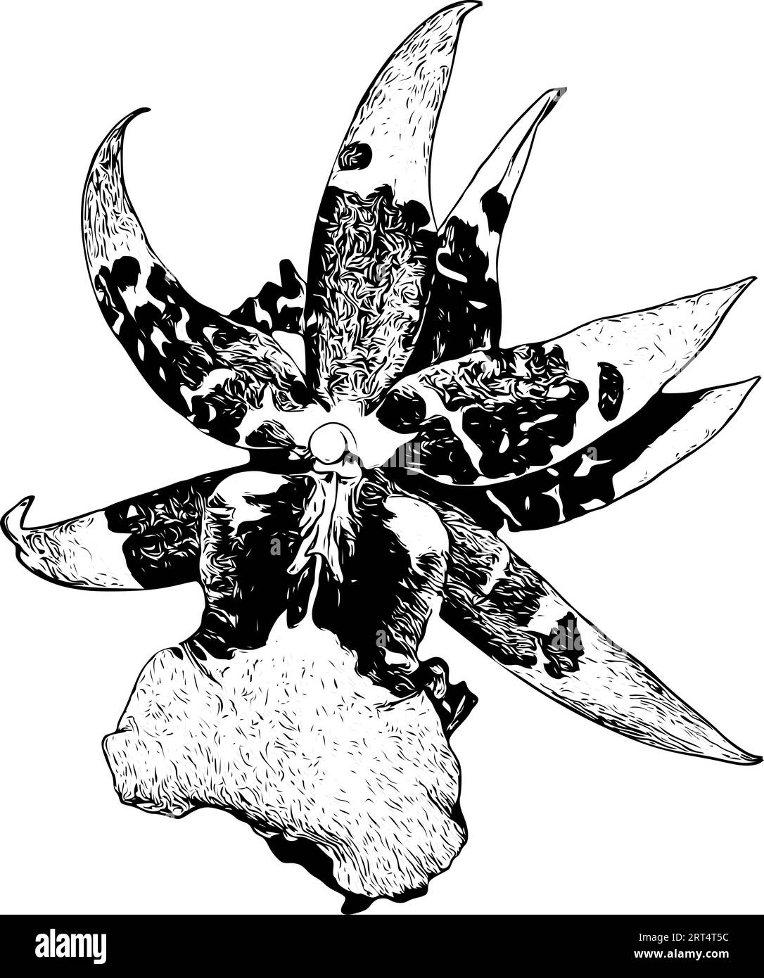 Croquis détaillé réaliste d'une orchidée cattleya Illustration de Vecteur