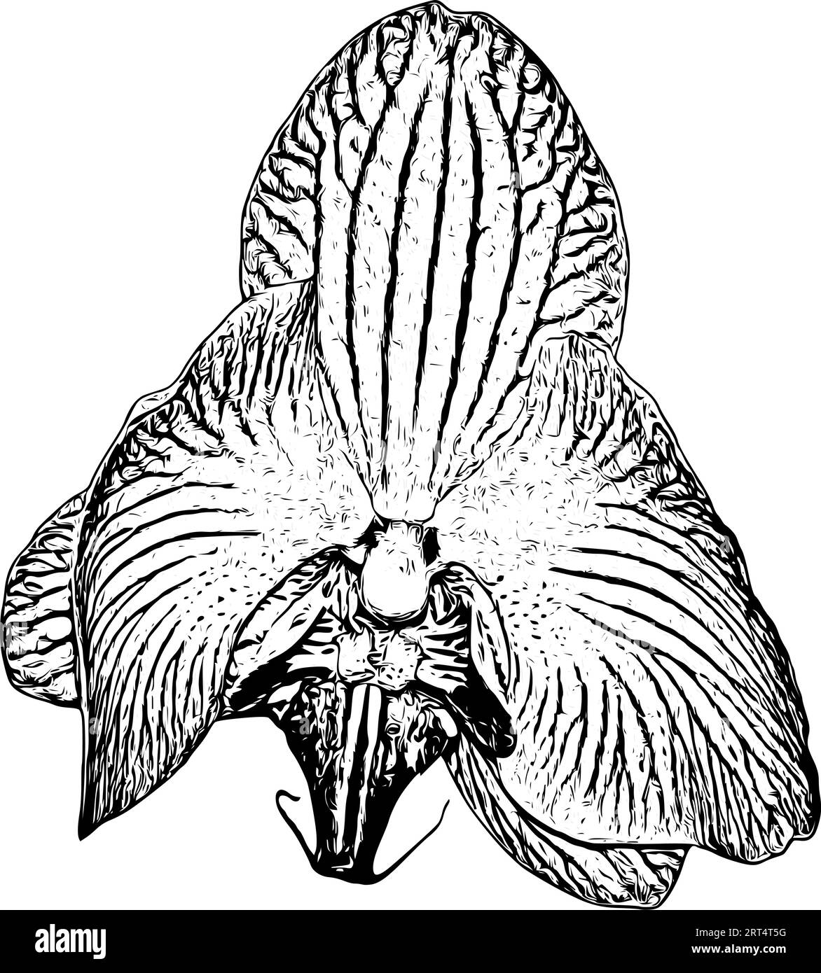 Croquis détaillé réaliste d'une lune ou d'une orchidée papillon Illustration de Vecteur