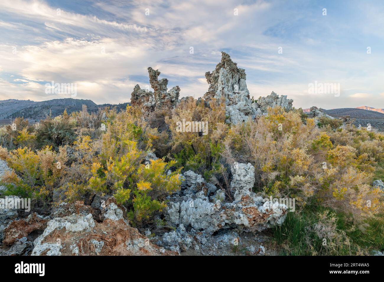 Formations de tuf avec végétation, réserve naturelle d'État de tuf de Mono Lake, comté de Mono, Californie Banque D'Images